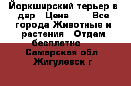 Йоркширский терьер в дар › Цена ­ 1 - Все города Животные и растения » Отдам бесплатно   . Самарская обл.,Жигулевск г.